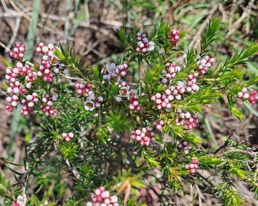 Diosma hirsuta red sepal lobes